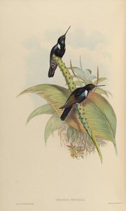 Coeligena prunellei 作： John Gould
